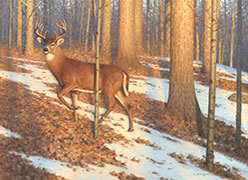 Deer painting, wildlife painting of deer in the woods, white-tailed buck, sugarbush, deer in forest