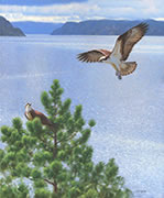 Courting Ospreys in Baie-Sainte-Marguerite, Saguenay River, osprey in flight