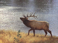 Elk Along the Madison painting