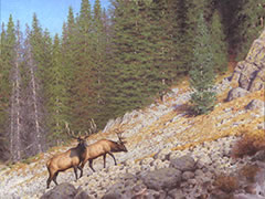 Elk oil painting, rocky mountains, western wildlife, bull elk rutting season, wildlife art, nature painting