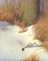In Winter White ermine painting