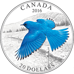 Mountain Bluebird Coin Sketch