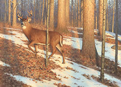 The Buck in the Maple Wood, oil painting, wildlife, white-tailed deer, buck in maple forest